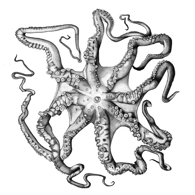octopus print